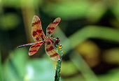 INS 13 LS0003 01
Halloween Pennant Dragonfly Resting On Plant Stem