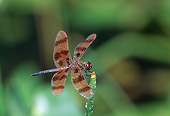 INS 13 LS0004 01
Halloween Pennant Dragonfly Resting On Plant Stem
