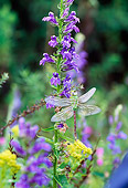 INS 13 LS0005 01
Dragonfly Resting On Blue Lobelia Flowers