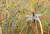 INS 13 LS0007 01
Dragonfly Resting On Stem In Tall Grass