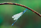 INS 13 LS0008 01
Dew-Covered Damselfly Resting On Stem