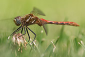 INS 13 NE0002 01
Red Dragonfly Sitting On Flower