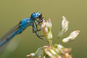INS 13 NE0003 01
Blue Dragonfly Sitting On Flower