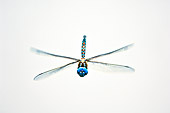 INS 13 TL0002 01
Blue-Eyed Darner Dragonfly Male Flying Toward Camera