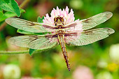 INS 13 TL0004 01
Twelve-Spotted Skimmer Dragonfly Sitting On Clover Flower