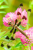 INS 13 TL0005 01
Twelve-Spotted Skimmer Dragonfly Sitting On Clover Flower