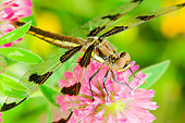 INS 13 TL0006 01
Twelve-Spotted Skimmer Dragonfly Sitting On Clover Flower