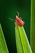 INS 14 TK0001 01
Dog Tick Sitting On Blade Of Grass