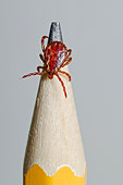 INS 14 TK0002 01
Dog Tick Sitting On Pencil Point