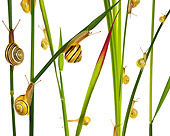 INS 15 KH0001 01
Snails Crawling On Blades Of Grass And Flower Stems On White Seamless