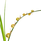 INS 15 KH0002 01
Snails Crawling On Blades Of Grass On White Seamless
