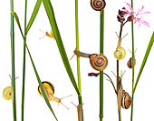 INS 15 KH0003 01
Snails Crawling On Blades Of Grass And Flower Stems On White Seamless