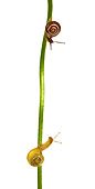 INS 15 KH0004 01
Snails Crawling On Flower Stem On White Seamless