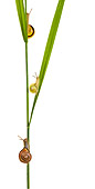 INS 15 KH0005 01
Snails Crawling On Flower Stem On White Seamless