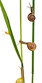 INS 15 KH0006 01
Snails Crawling On Flower Stems On White Seamless