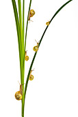 INS 15 KH0007 01
Snails Crawling On Blades Of Grass On White Seamless