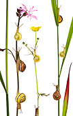 INS 15 KH0008 01
Snails Crawling On Blades Of Grass And Flower Stems On White Seamless