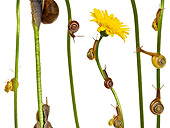 INS 15 KH0009 01
Snails Crawling On Flower Stems On White Seamless