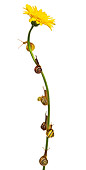 INS 15 KH0010 01
Snails Crawling On Flower Stem On White Seamless