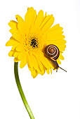 INS 15 KH0011 01
Snail Crawling On Yellow Gerbera On White Seamless