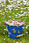 INS 15 KH0012 01
Snails Escaping From Blue Bucket In Garden
