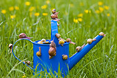 INS 15 KH0013 01
Snails Crawling On Blue Watering Can In Garden