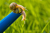 INS 15 KH0014 01
Close-Up Of Snails Crawling On Blue Watering Can In Garden
