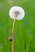 INS 15 KH0015 01
Close-Up Of Snail Crawling On Dandelion Stem