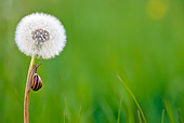 INS 15 KH0016 01
Close-Up Of Snail Crawling On Dandelion