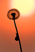 INS 15 KH0017 01
Snail Crawling On Dandelion At Sunset