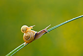 INS 15 KH0018 01
Snail Crawling On Blade Of Grass With Baby Snail On Back