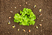INS 15 KH0019 01
Snails In Circle Surrounding Salad In Garden