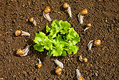 INS 15 KH0020 01
Snails In Circle Surrounding Salad In Garden