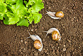 INS 15 KH0021 01
Three Snails Surrounding Salad In Garden