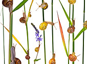 INS 15 KH0022 01
Snails Crawling On Blades Of Grass And Flower Stems On White Seamless
