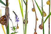 INS 15 KH0023 01
Snails Crawling On Blades Of Grass And Flower Stems On White Seamless