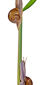 INS 15 KH0024 01
Close-Up Of Snails Crawling On Blade Of Grass On White Seamless