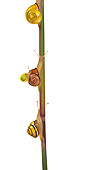 INS 15 KH0025 01
Snails Crawling On Blade Of Grass On White Seamless