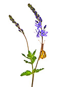 INS 15 KH0026 01
Snail Crawling On Flower Stem On White Seamless