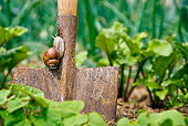 INS 15 KH0027 01
Snail Crawling On Shovel In Garden