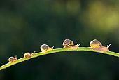 INS 15 KH0029 01
Snails Crawling On Flower Stem In Garden