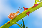 INS 15 KH0030 01
Snail Crawling On Rose Stem In Garden