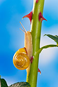 INS 15 KH0031 01
Close-Up Of Snail Crawling On Rose Stem In Garden