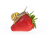 INS 15 KH0033 01
Snail Crawling On Strawberry On White Seamless