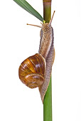 INS 15 KH0034 01
Snail Crawling On Flower Stem On White Seamless