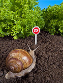 INS 15 KH0035 01
Snail Crawling Toward Lettuce With Stop Sign Guarding