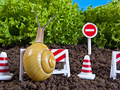 INS 15 KH0036 01
Snail Crawling Over Barracade Toward Lettuce