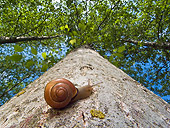 INS 15 KH0037 01
Snail Crawling Up Tree Trunk