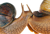 INS 15 MH0001 01
Close-Up Of Bushveld Land Snails On White Seamless