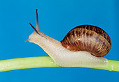 INS 15 MH0002 01
Garden Snail Crawling Across Stem Against Blue Sky